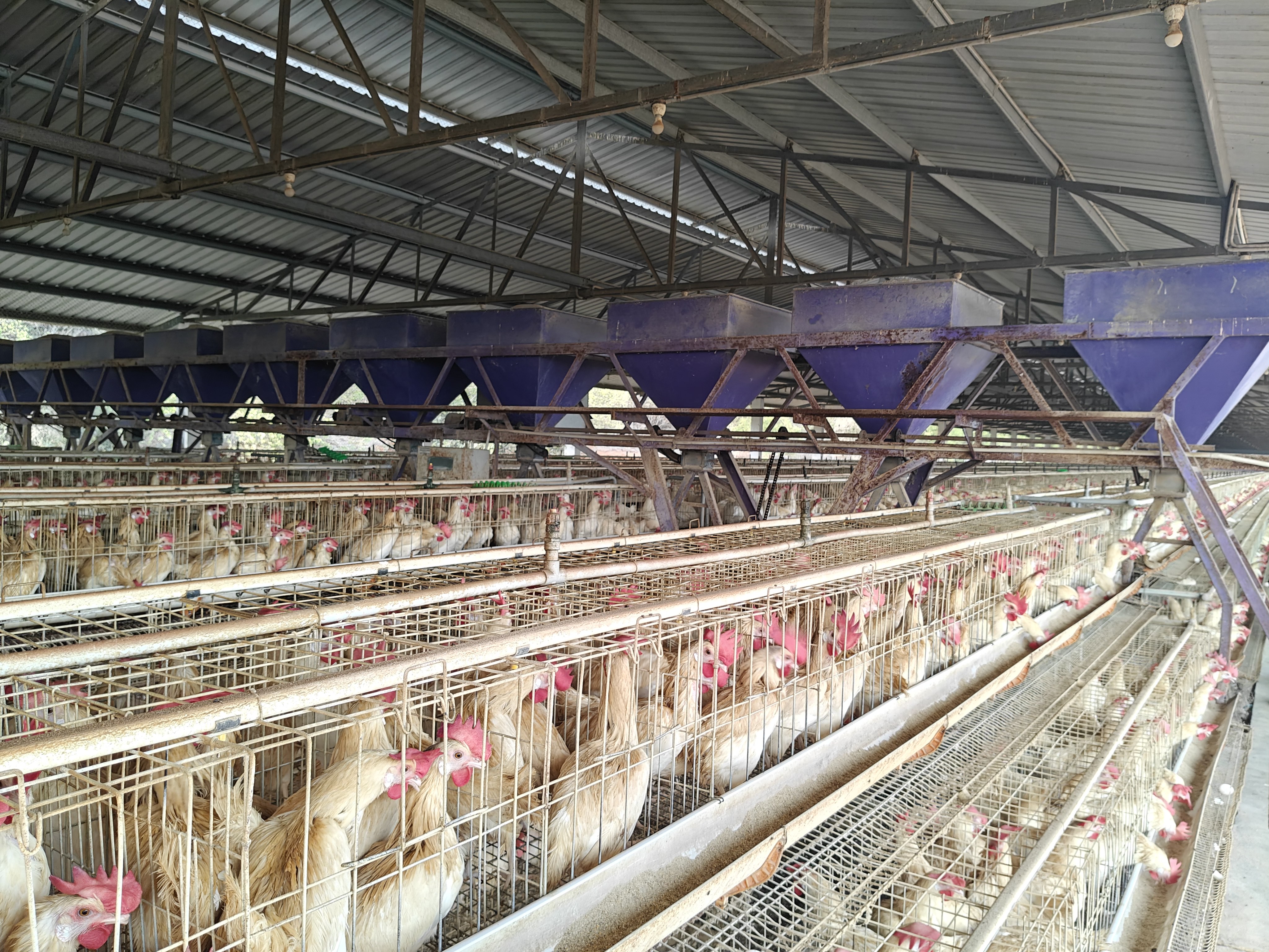 Chicken Feeder Mechanism